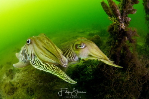 Cuttlefish, Oosterschelde, Zeeland, The Netherlands by Filip Staes 